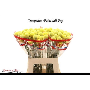 CRAS PAINTBALL POP