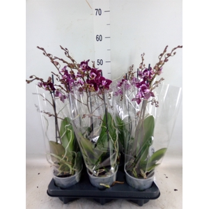 Phalaenopsis multi.   ...red