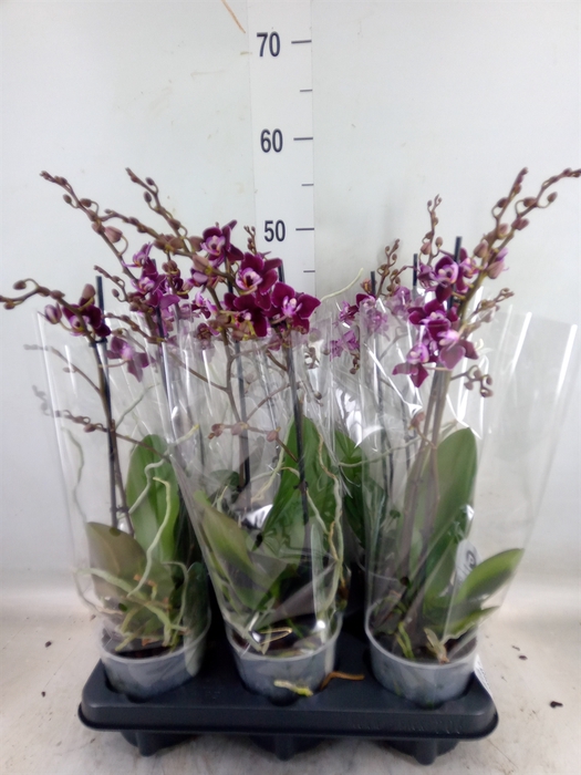 <h4>Phalaenopsis multi.   ...red</h4>