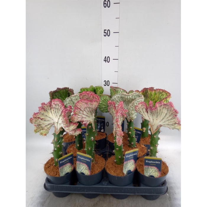 <h4>Euphorbia lactea 'Cristata'</h4>