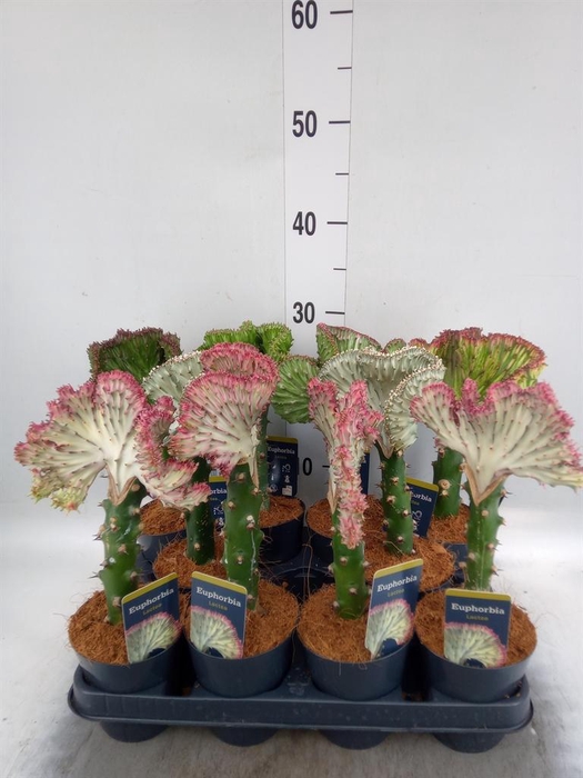 Euphorbia lactea 'Cristata'