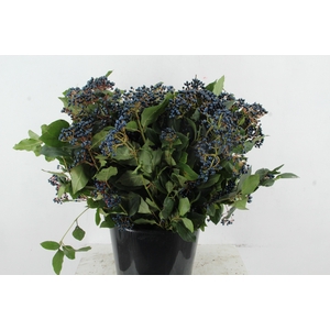 VIBURNUM TINUS BERRY