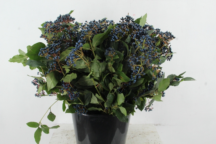 <h4>VIBURNUM TINUS BERRY</h4>