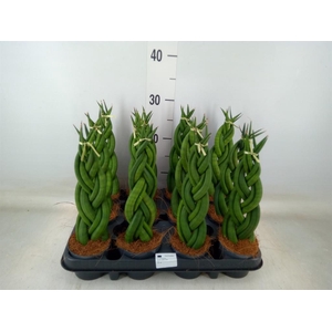 Sansevieria cyl.  ...