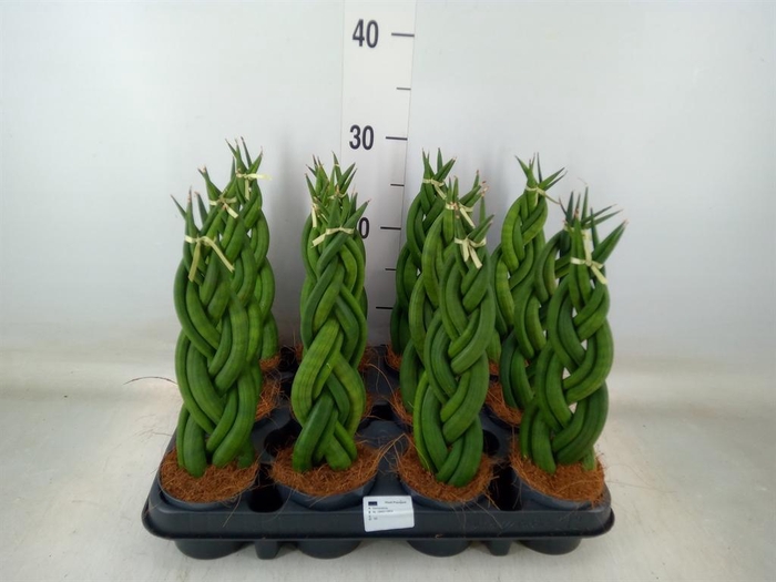 <h4>Sansevieria cyl.  ...</h4>