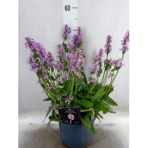 Stachys   ...