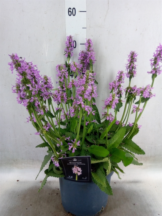 <h4>Stachys   ...</h4>