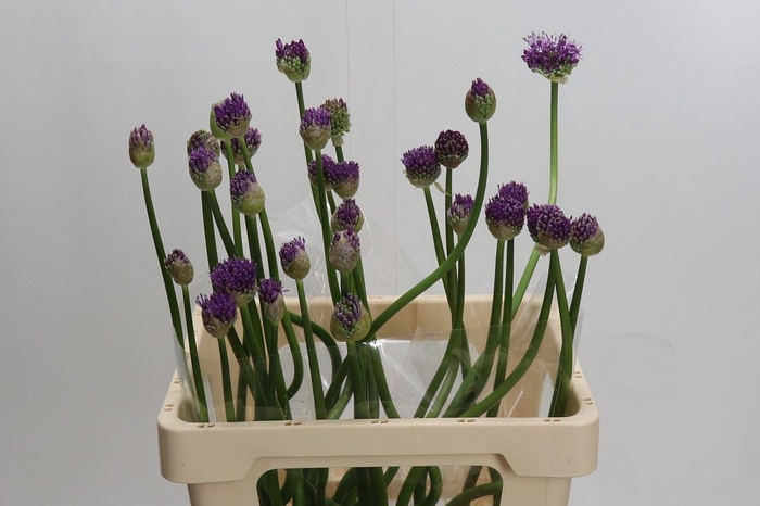 <h4>Allium  'Gladiator'</h4>