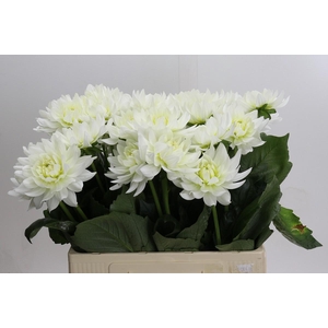 Dahlia Karma M. Zwaan