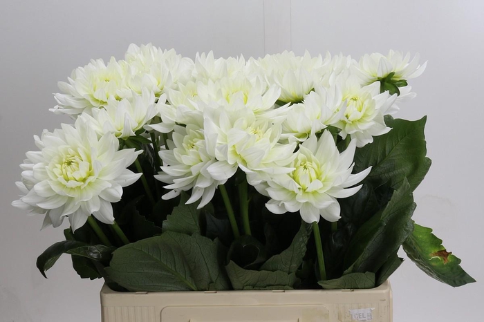 Dahlia Karma M. Zwaan