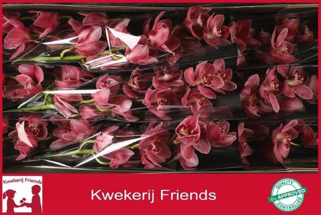 <h4>CYMB T MONICA</h4>