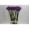 Allium Gladiator