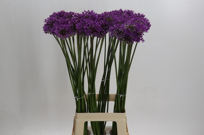 <h4>Allium Gladiator</h4>