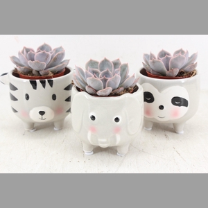 arr3 Demi - Ker. animal mix x9