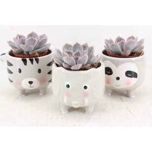 arr3 Demi - Ker. animal mix x9