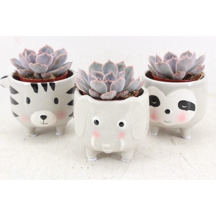 <h4>Arr3 Demi - Ker. Animal Mix X9</h4>