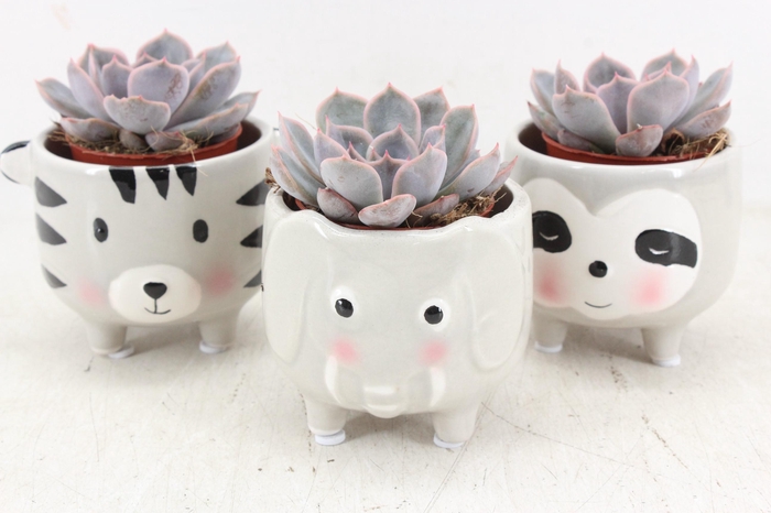 <h4>arr3 Demi - Ker. animal mix x9</h4>