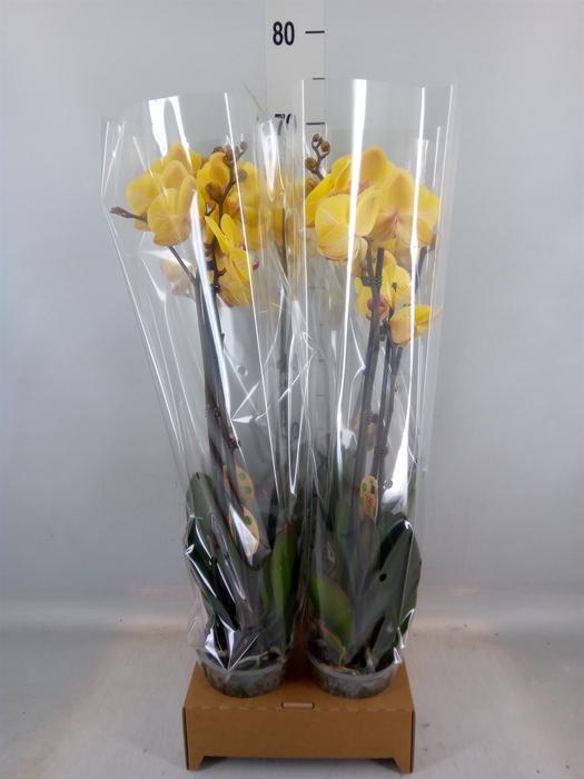 <h4>Phalaenopsis   ...yellow</h4>