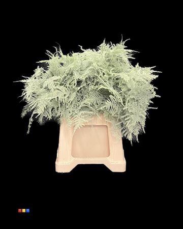 <h4>Asp 1e Mint</h4>