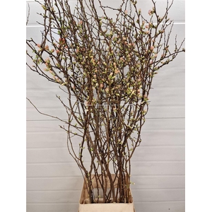 Chaenomeles Jap Dark Pink 140cm 160cm P Stem X20