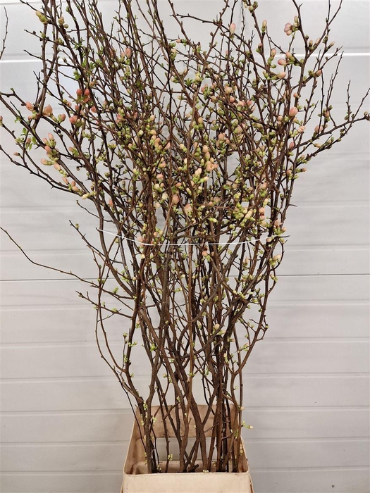 <h4>Chaenomeles Jap Dark Pink 160 180cm P Stem X20</h4>