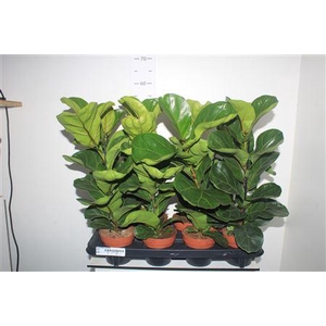 Ficus Lyrata Bambino