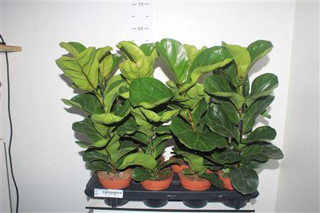 <h4>Ficus Lyrata Bambino</h4>