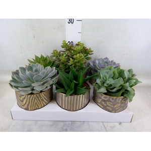 Succulents   ...