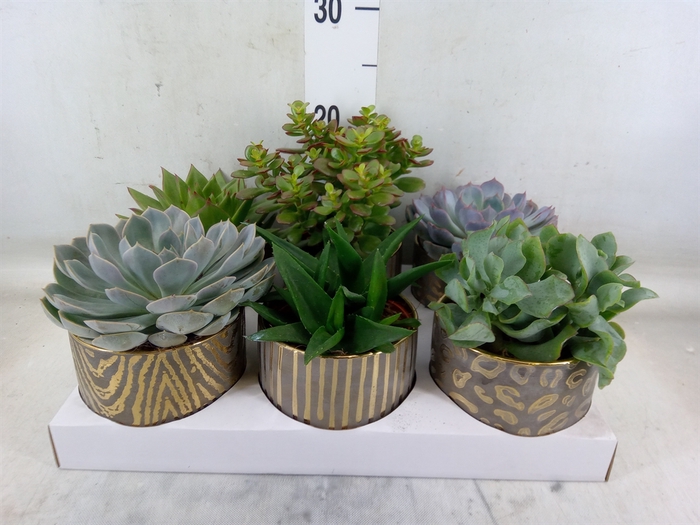 <h4>Succulents   ...</h4>