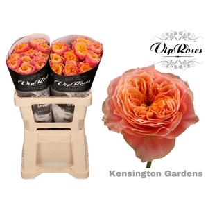 R GR KENSIN GARDENS! x 20