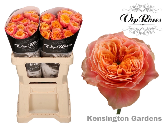 R GR KENSIN GARDENS! x 20