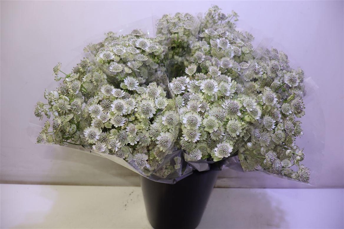 <h4>Astr Billion Sta Xl</h4>