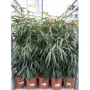 Ficus binn. 'Alii'