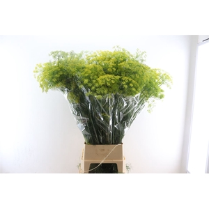 Anethem Graveolens 120cm