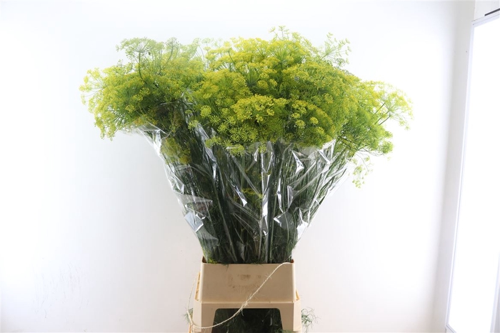 <h4>Anethem Graveolens 120cm</h4>