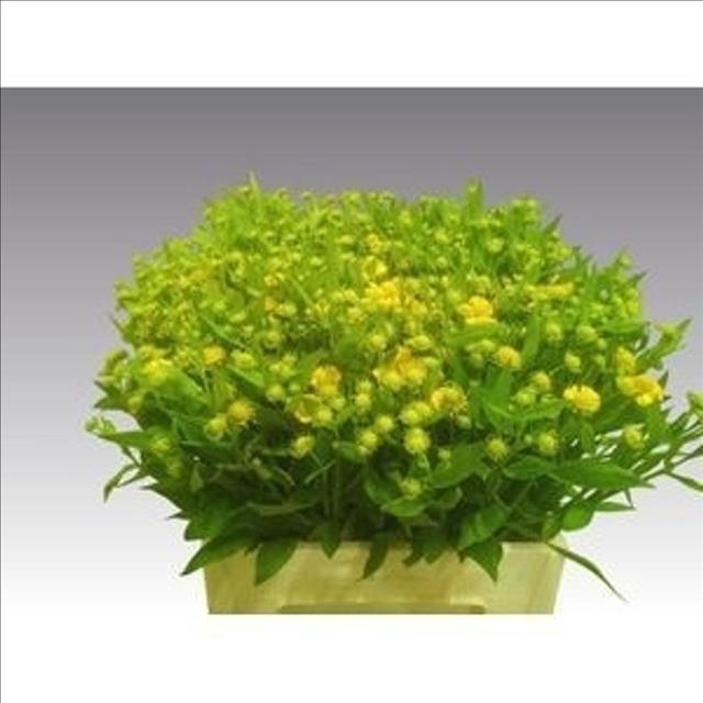 <h4>Helenium Kanaria</h4>