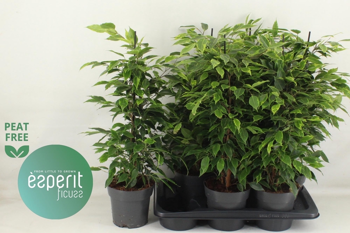 <h4>FIC BE ANASTASIA</h4>