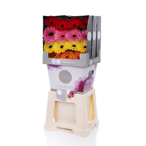 Gerbera Mix 4 Kleuren Diamond
