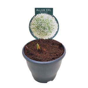 ALLIUM WHITE GIANT