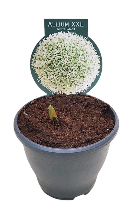 <h4>ALLIUM WHITE GIANT</h4>