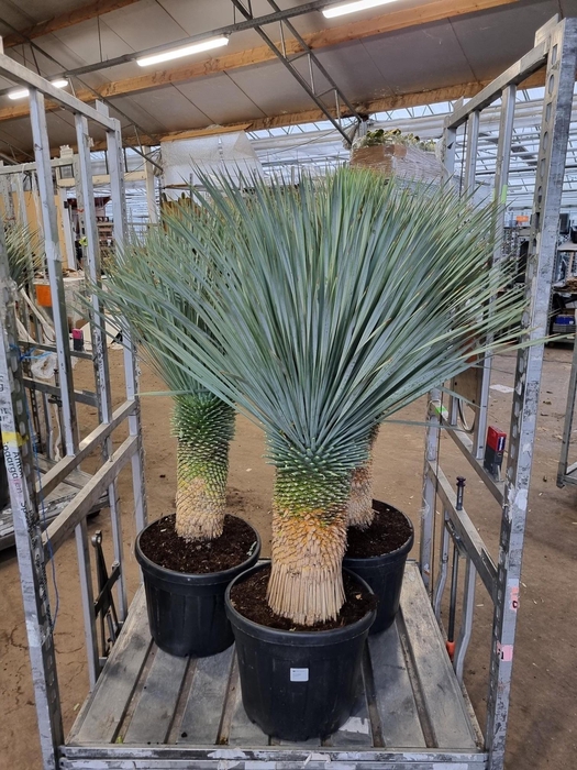 <h4>YUC ROSTRATA</h4>