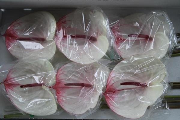 <h4>Anth A Cumbia X 12</h4>