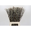 Salix Caprea Snow Flake Premium
