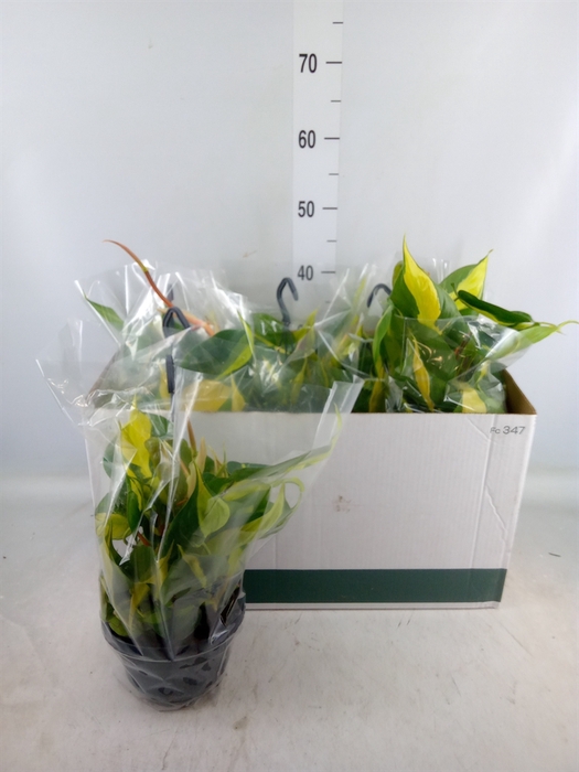 <h4>Philodendron scand. 'Brasil'</h4>