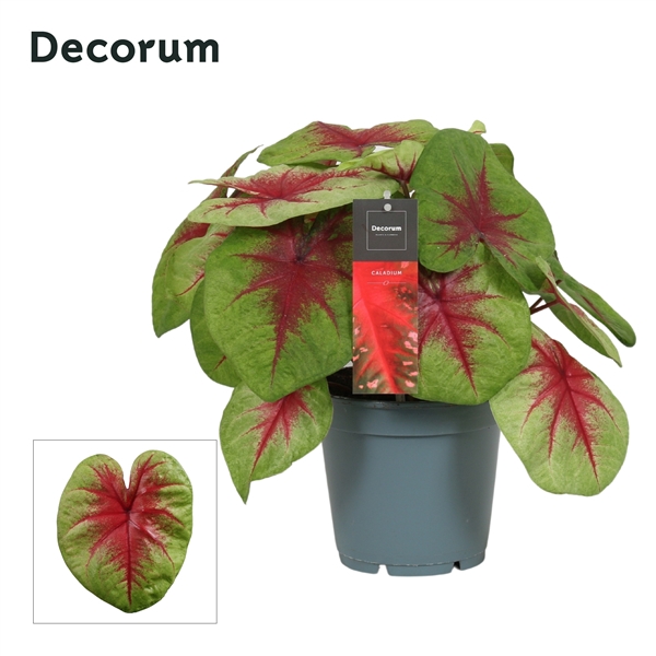 <h4>Caladium Lemon Blush (Decorum)</h4>