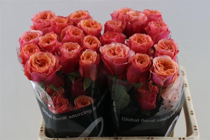 <h4>R Gr South Park</h4>