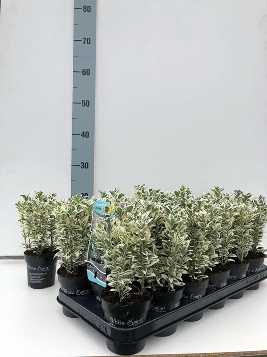 <h4>Euonymus jap. 'White spire' ®</h4>