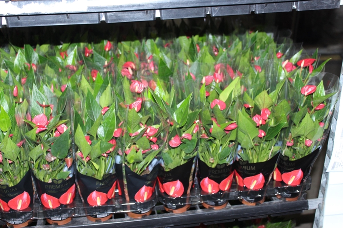 <h4>ANTHURIUM MINI MILLION FLOWERS P09</h4>