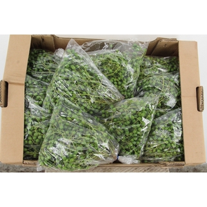 MELIA AZEDARACH 500GR