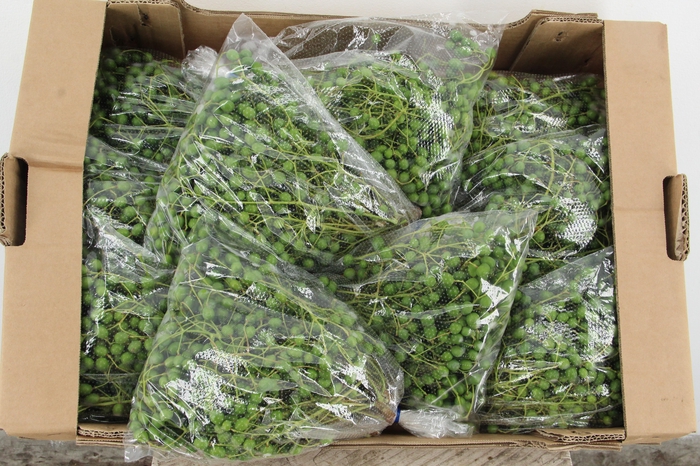 <h4>MELIA AZEDARACH 500GR</h4>